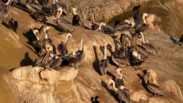 Pelicanos Uma Rocha Oceano Pacífico Califórnia Estados Unidos — Vídeo de Stock