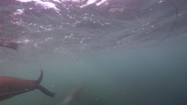 Pasifik Okyanusu, Kaliforniya, ABD 'deki Kaliforniya Deniz Aslanları sualtı videosu