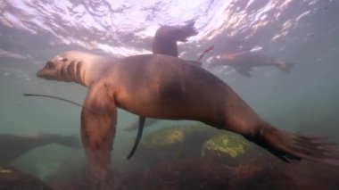 Pasifik Okyanusu, Kaliforniya, ABD 'deki Kaliforniya Deniz Aslanları sualtı videosu
