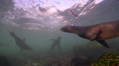 Pasifik Okyanusu, Kaliforniya, ABD 'deki Kaliforniya Deniz Aslanları sualtı videosu