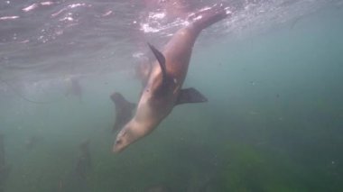 Pasifik Okyanusu, Kaliforniya, ABD 'deki Kaliforniya Deniz Aslanları sualtı videosu