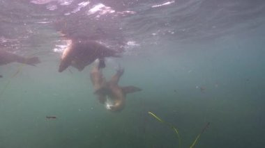 Pasifik Okyanusu, Kaliforniya, ABD 'deki Kaliforniya Deniz Aslanları sualtı videosu