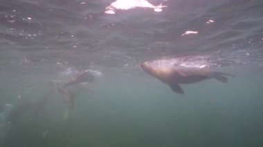 Pasifik Okyanusu, Kaliforniya, ABD 'deki Kaliforniya Deniz Aslanları sualtı videosu