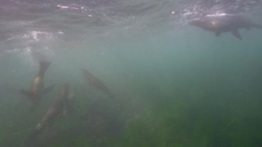 Pasifik Okyanusu, Kaliforniya, ABD 'deki Kaliforniya Deniz Aslanları sualtı videosu