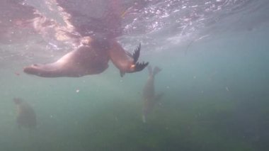 Pasifik Okyanusu, Kaliforniya, ABD 'deki Kaliforniya Deniz Aslanları sualtı videosu