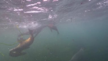 Pasifik Okyanusu, Kaliforniya, ABD 'deki Kaliforniya Deniz Aslanları sualtı videosu