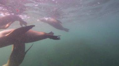 Pasifik Okyanusu, Kaliforniya, ABD 'deki Kaliforniya Deniz Aslanları sualtı videosu