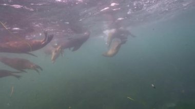 Pasifik Okyanusu, Kaliforniya, ABD 'deki Kaliforniya Deniz Aslanları sualtı videosu