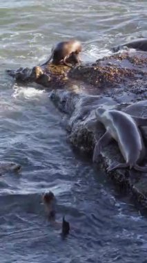 Kaliforniya Deniz Aslanları kayalık bir sahilde. Vahşi yaşam. 