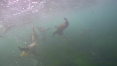 Pasifik Okyanusu, Kaliforniya, ABD 'deki Kaliforniya Deniz Aslanları sualtı videosu