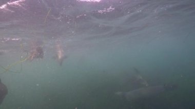 Pasifik Okyanusu, Kaliforniya, ABD 'deki Kaliforniya Deniz Aslanları sualtı videosu