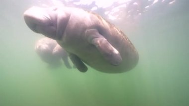 King 's Bay' de denizayıları, Crystal River, Florida, ABD