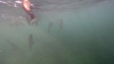 Pasifik Okyanusu, Kaliforniya, ABD 'deki Kaliforniya Deniz Aslanları sualtı videosu