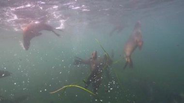 Pasifik Okyanusu, Kaliforniya, ABD 'deki Kaliforniya Deniz Aslanları sualtı videosu