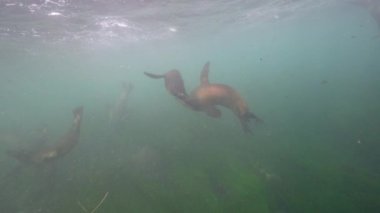 Pasifik Okyanusu, Kaliforniya, ABD 'deki Kaliforniya Deniz Aslanları sualtı videosu