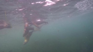 Pasifik Okyanusu, Kaliforniya, ABD 'deki Kaliforniya Deniz Aslanları sualtı videosu