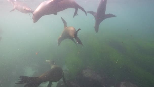 Vídeo Subaquático California Sea Lions Oceano Pacífico Califórnia Estados Unidos — Vídeo de Stock