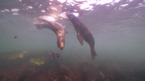 Vídeo Subaquático California Sea Lions Oceano Pacífico Califórnia Estados Unidos — Vídeo de Stock