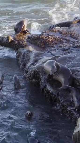 California Sea Lions Een Rotsachtig Strand Wilde Dieren — Stockvideo