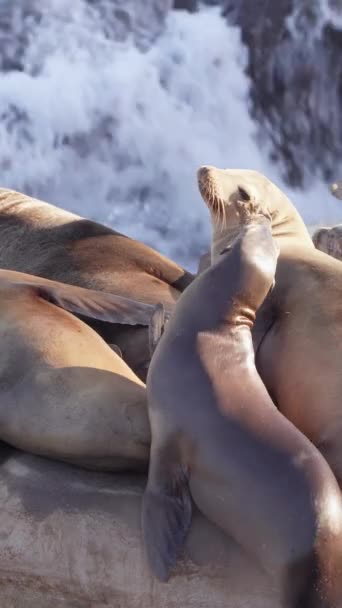 California Sea Lions Uma Praia Rochosa Vida Selvagem — Vídeo de Stock