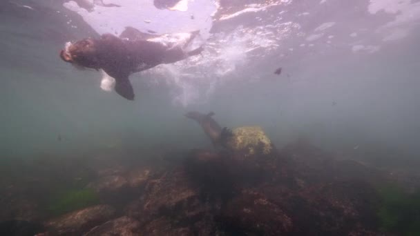 Undervattensvideo California Sea Lions Stilla Havet Kalifornien Usa — Stockvideo
