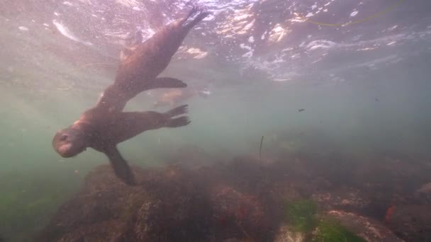 Підводне Відео California Sea Lions Тихому Океані Каліфорнія Сша — стокове відео