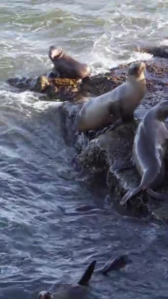 California Sea Lions Rocky Beach Wildlife — Stock Video