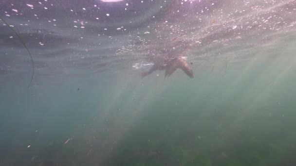 Подводное Видео Калифорнийского Морского Льва Тихом Океане Калифорния Сша — стоковое видео