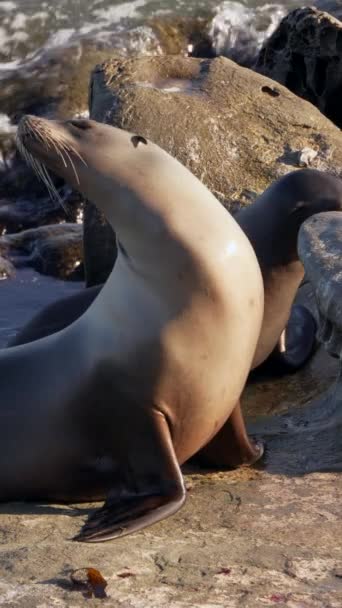 Kaliforniya Deniz Aslanları Kayalık Bir Sahilde Vahşi Yaşam — Stok video