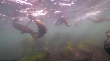 Pasifik Okyanusu, Kaliforniya, ABD 'deki Kaliforniya Deniz Aslanları sualtı videosu