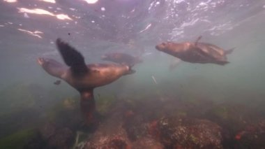 Pasifik Okyanusu, Kaliforniya, ABD 'deki Kaliforniya Deniz Aslanları sualtı videosu