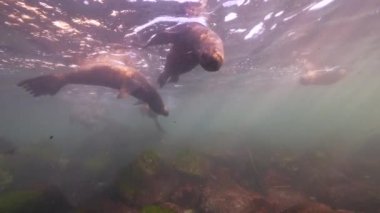 Pasifik Okyanusu, Kaliforniya, ABD 'deki Kaliforniya Deniz Aslanları sualtı videosu