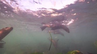 Pasifik Okyanusu, Kaliforniya, ABD 'deki Kaliforniya Deniz Aslanları sualtı videosu