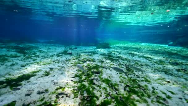 Podvodní Video Jara King Bay Crystal River Florida Spojené Státy — Stock video