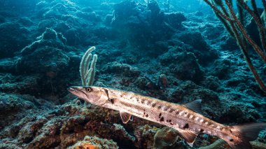 Karayip Denizi 'ndeki turkuaz su ve mercan resiflerindeki büyük barakuda sualtı manzarası