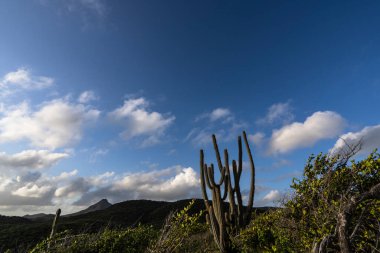 Karayipler 'deki bir adanın kıyı şeridinde manzara
