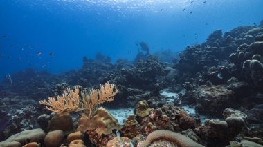 Karayip Denizi 'nin muhteşem mercan kayalıkları.