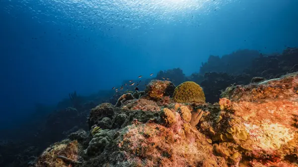 Magnifica Barriera Corallina Del Mar Dei Caraibi — Foto Stock
