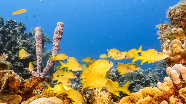 Przylądek Morski Turkusowej Wodzie Rafy Koralowej Morzu Karaibskim Curacao Rybami — Zdjęcie stockowe