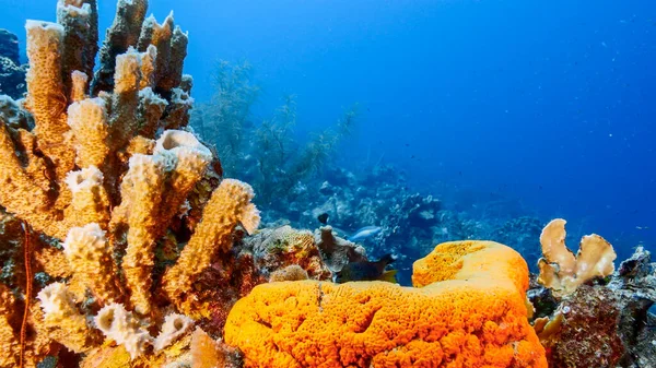 Nádherný Korálový Útes Karibského Moře — Stock fotografie