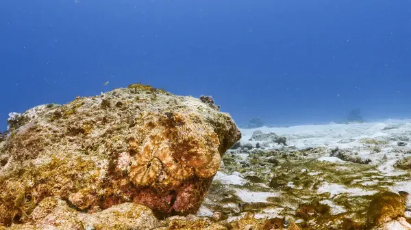 Μαγευτικός Κοραλλιογενής Ύφαλος Της Καραϊβικής Θάλασσας — Φωτογραφία Αρχείου