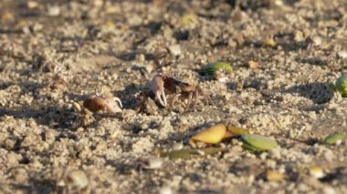 Vahşi yaşam: Kumlu zeminde yengeçler - Süper Yavaş Hareket
