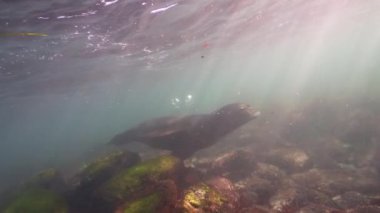 Kaliforniya Deniz Aslanı 'nın Pasifik Okyanusu, Kaliforniya' daki sualtı videosu.