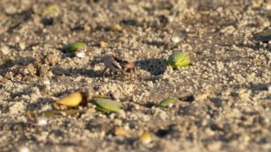 Vahşi yaşam: Kumlu zeminde yengeçler - Süper Yavaş Hareket