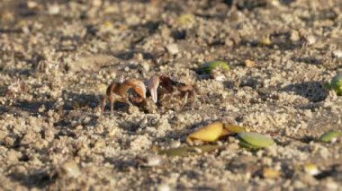 Vahşi yaşam: Kumlu zeminde yengeçler - Süper Yavaş Hareket