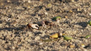 Vahşi yaşam: Kumlu zeminde yengeçler - Süper Yavaş Hareket