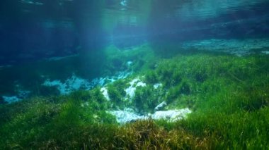 King 's Bay, Crystal River, Florida, ABD' de baharın sualtı videosu.