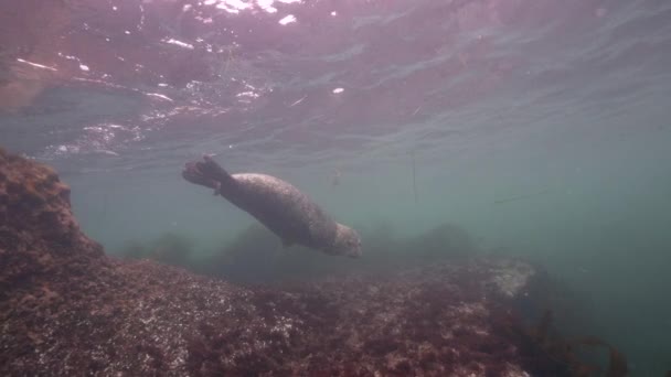 โอใต าของ Harbour Seal ในมหาสม ทรแปซ แคล ฟอร สหร ฐอเมร — วีดีโอสต็อก