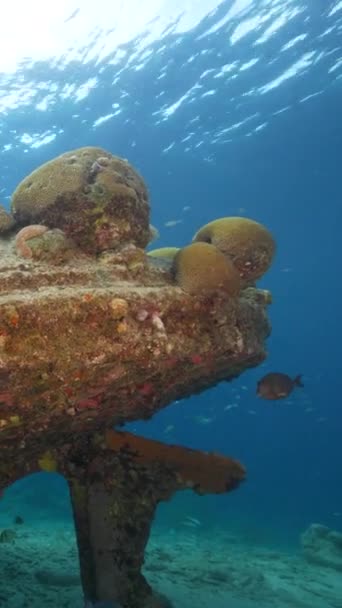 Водолаз Кораблекрушение Black Sand Wreck Коралловом Рифе Карибского Моря Вокруг — стоковое видео
