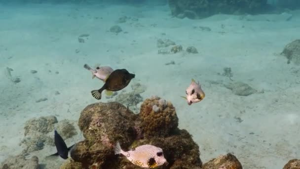 Paisaje Marino Con Coral Esponja Peces Arrecife Coral Del Mar — Vídeos de Stock